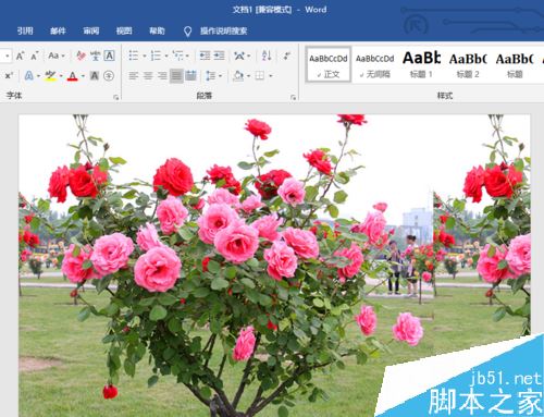 word2019怎么设置图片背景？word2019背景图片设置教程